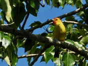 Western tanager