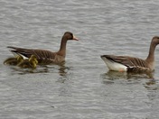 White Fronted Geese 