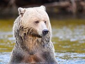 Casper, A Blonde Grizzly