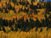 Pike National forest