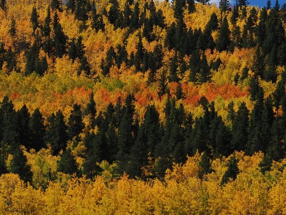 Pike National forest