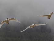 Just the Three of Us