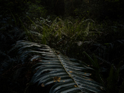 Redwoods National and State Park