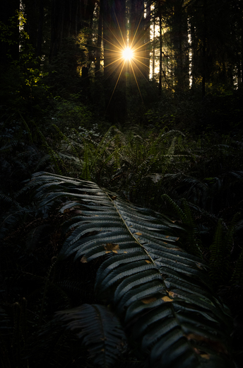Redwoods National and State Park