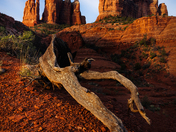 Coconino National Forest -  Cathedral Rock
