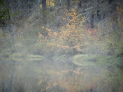 Umpqua National Forest