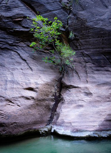 Zion - The Narrows