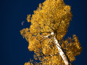 Aspen Corner - Coconino National Forest