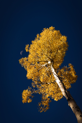 Aspen Corner - Coconino National Forest