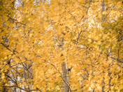 Coconino National Forest
