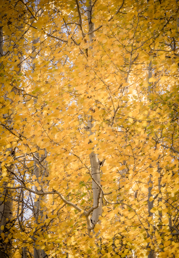 Coconino National Forest