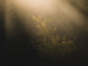 Umpqua National Forest