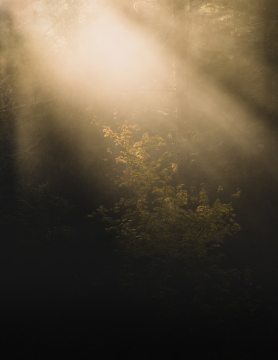 Umpqua National Forest