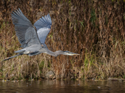 Blue Heron in Flight