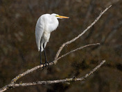 Great Egret