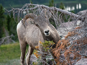 Glacier National Park