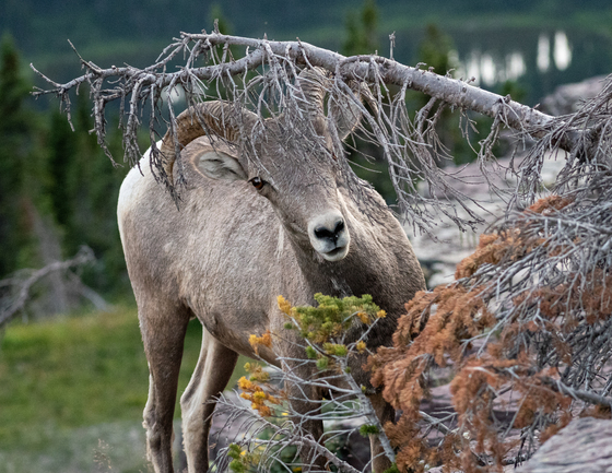 Glacier National Park