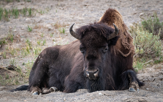 Yellowstone National Park
