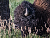 Yellowstone National Park 