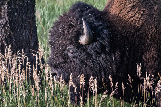 Yellowstone National Park 