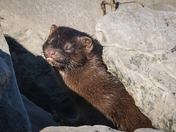 Sunbathing Mink