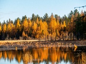 Golden Tamarack Treeline