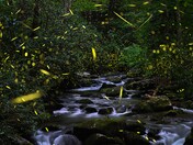 Great Smokey Mountains National Park