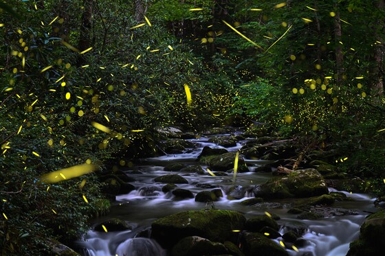 Great Smokey Mountains National Park