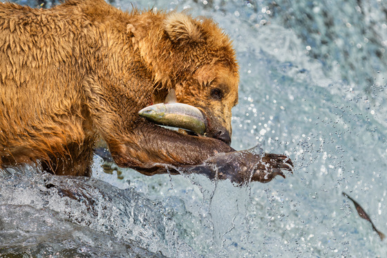 Katmai National Park and Preserve