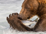 Katmai National Park and Preserve