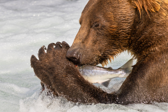 Katmai National Park and Preserve