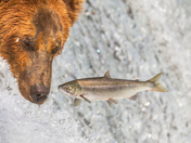 Katmai National Park and Preserve
