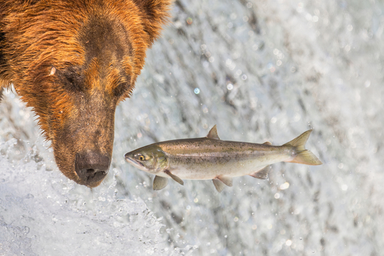 Katmai National Park and Preserve