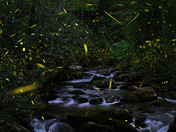 Great Smokey Mountains National Park