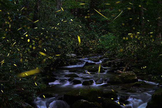 Great Smokey Mountains National Park
