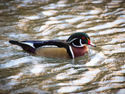 Male Wood Duck