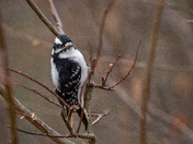 Downy Woodpecker 