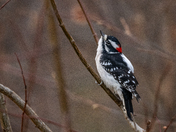 Downy Woodpecker 