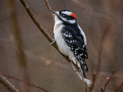 Downy Woodpecker 