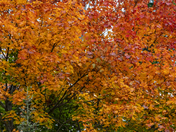 Autumn Wallpaper (#3)