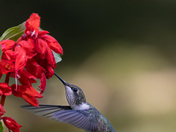 Ruby throated hummingbird