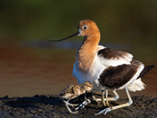 Don Edwards San Francisco Bay National Wildlife Refuge