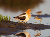 Don Edwards San Francisco Bay National Wildlife Refuge