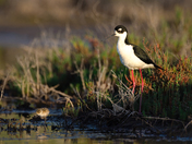 Don Edwards San Francisco Bay National Wildlife Refuge