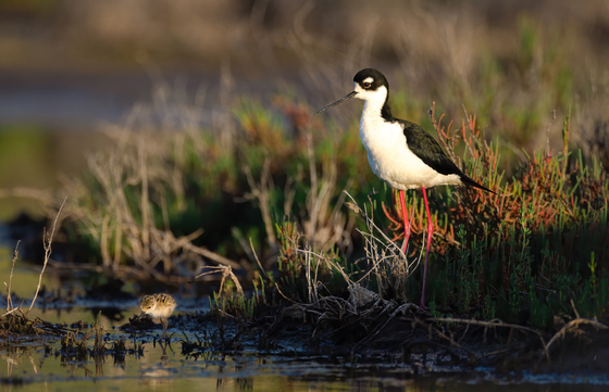 Don Edwards San Francisco Bay National Wildlife Refuge