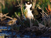 Don Edwards San Francisco Bay National Wildlife Refuge