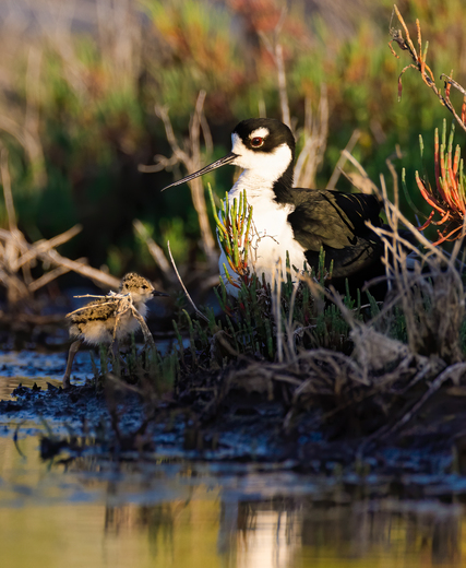 Don Edwards San Francisco Bay National Wildlife Refuge