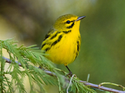 Arthur R. Marshall Loxahatchee National Wildlife Refuge