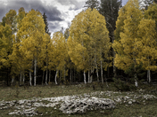 Kaibab National Forest