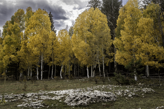 Kaibab National Forest